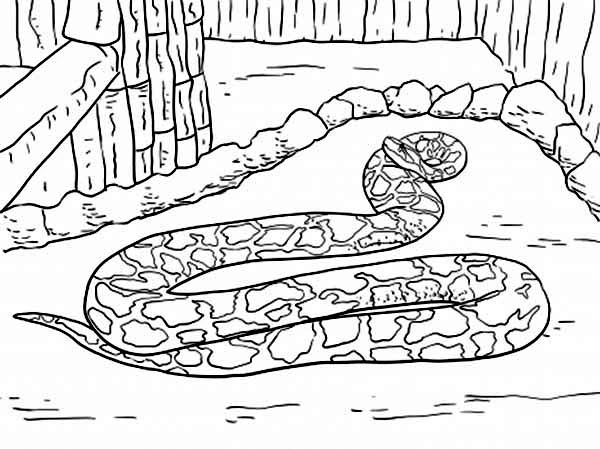 Anaconda coloring book under protection
